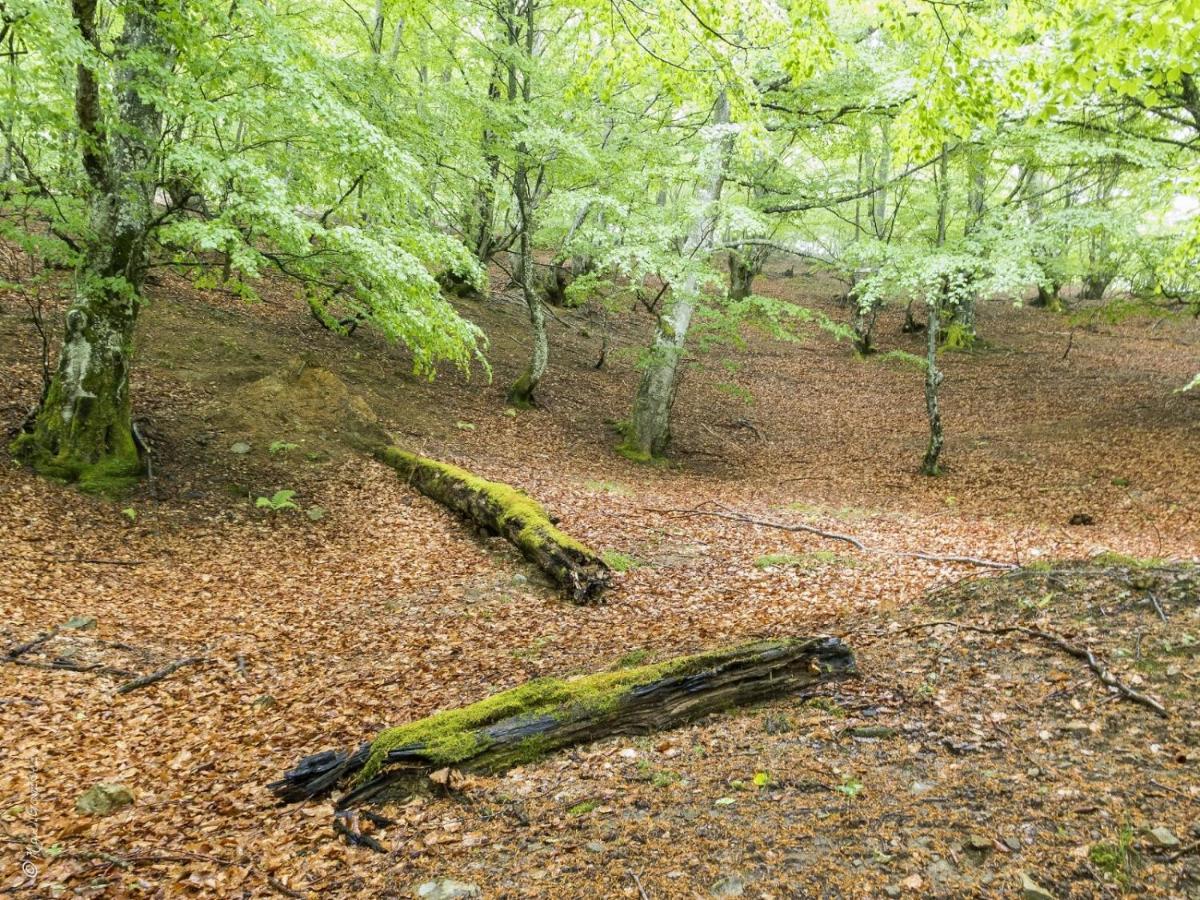Apto. De Montana La Campa En Felechosa Εξωτερικό φωτογραφία